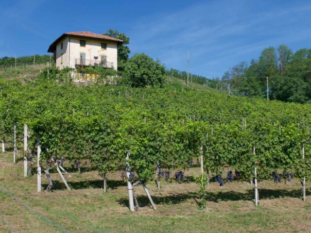 Vineyards of Boca