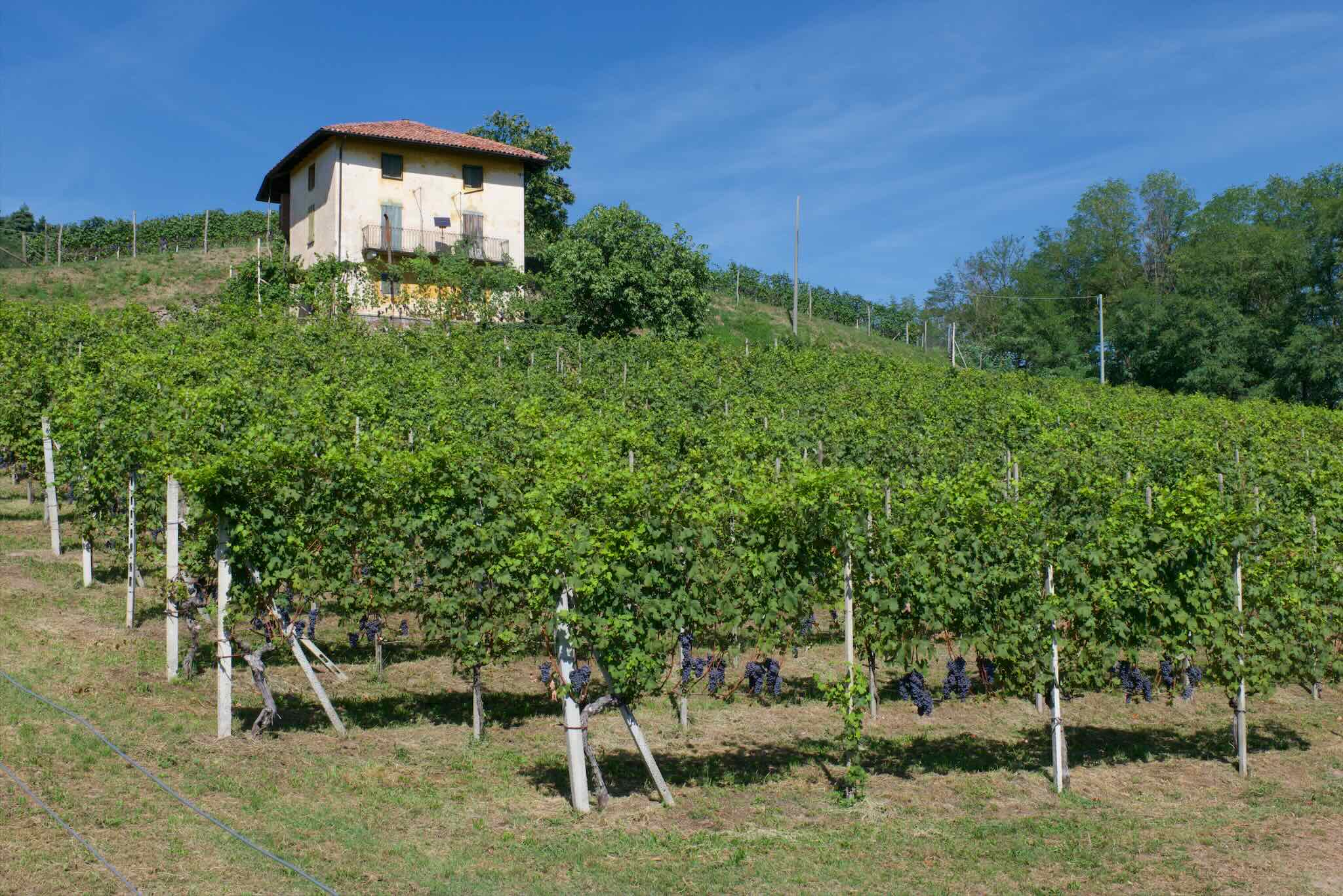 Vineyards of Boca