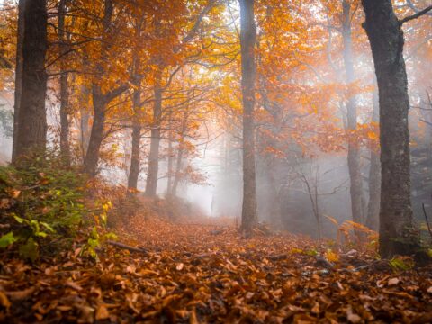Autumn trekking in Ameno