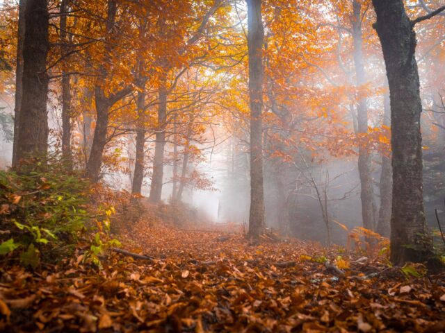Autumn trekking in Ameno
