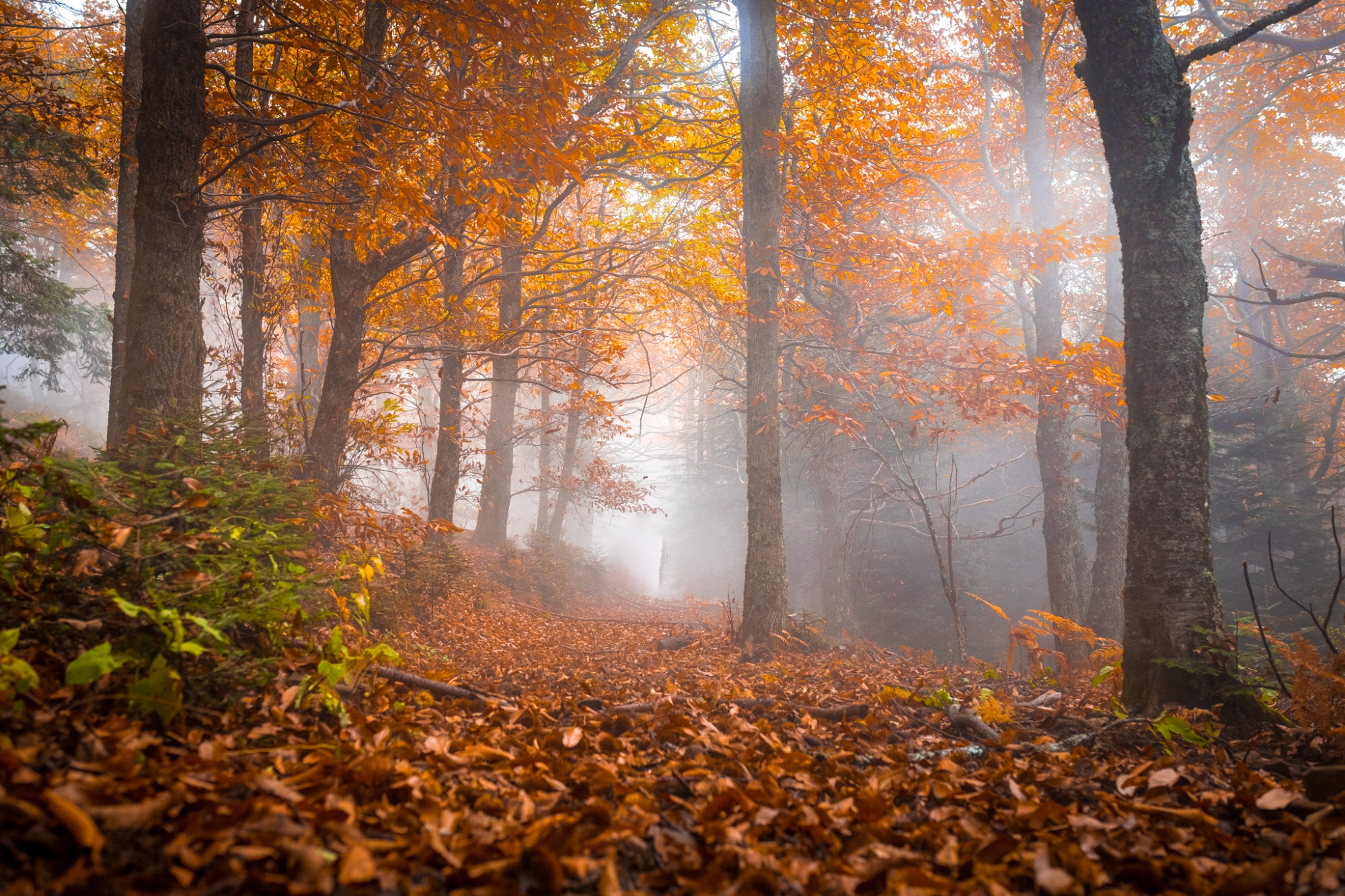 Autumn trekking in Ameno